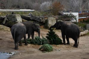 Zoo Praha potěšila zvířata vánočními stromky a divákům připravila skvělou podívanou