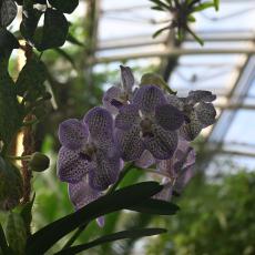 Orchideje ve skleníku Fata Morgána, těch tu jsou mraky