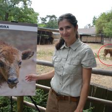 Barbora Dobiášová v popředí je v ZOO Praha kurátorka zvířat, která mají podobná kopita jako má v pozadí zubří samička Prskavka