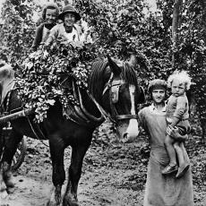 Česání chmele 1928