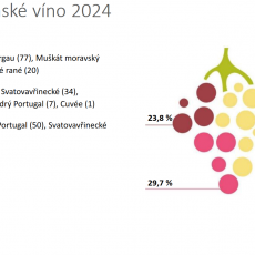 Svatomartinské víno 2024 je ...